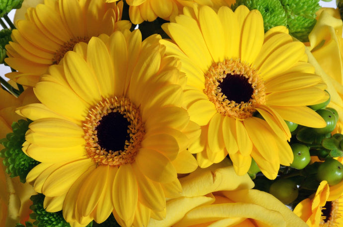 Banana Cream FlowerBox