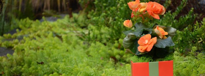 Tangerine Tango FlowerBox Cube with Begonia